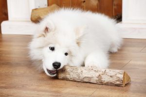 Playful Samoyed dog with firewood on wooden floor and fireplace on background; Shutterstock ID 247138954; Purchase Order (valid Channel 5 PO only): -