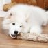 Playful Samoyed dog with firewood on wooden floor and fireplace on background; Shutterstock ID 247138954; Purchase Order (valid Channel 5 PO only): -